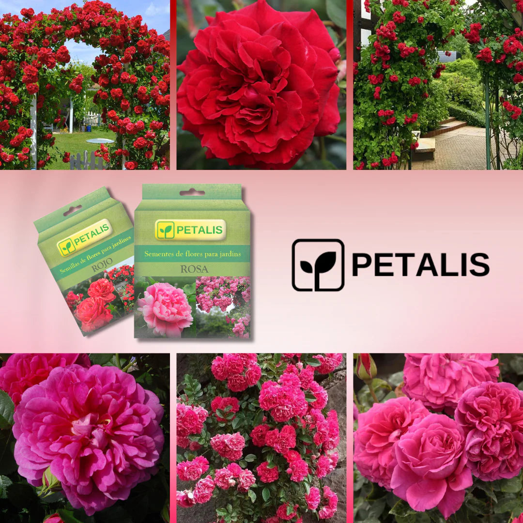 SEMILLAS ORGANICAS FLORALES DE EUSTOMA - PETALIS™ (400 SEMILLAS)