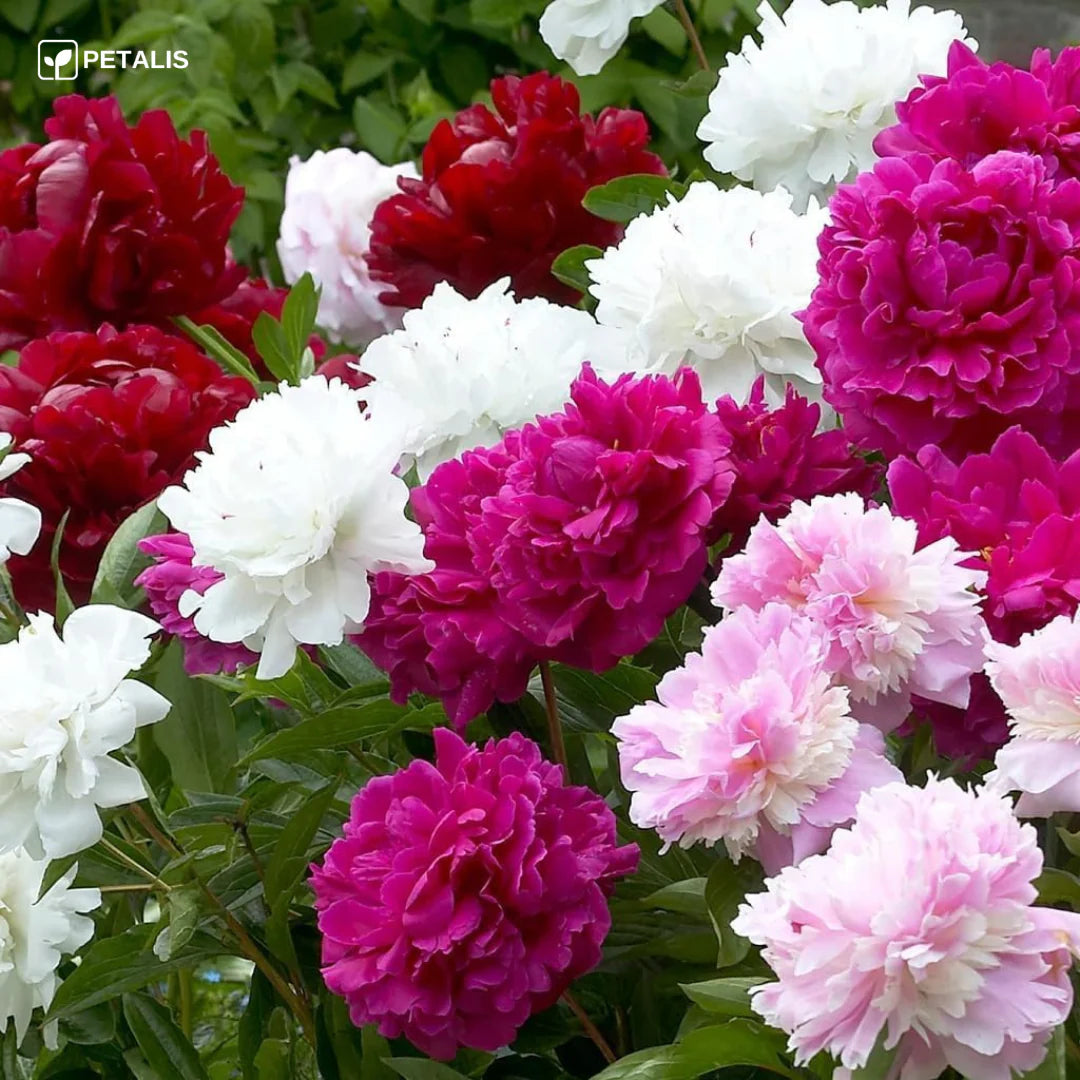 SEMILLAS ORGANICAS FLORALES DE EUSTOMA - PETALIS™ (400 SEMILLAS)