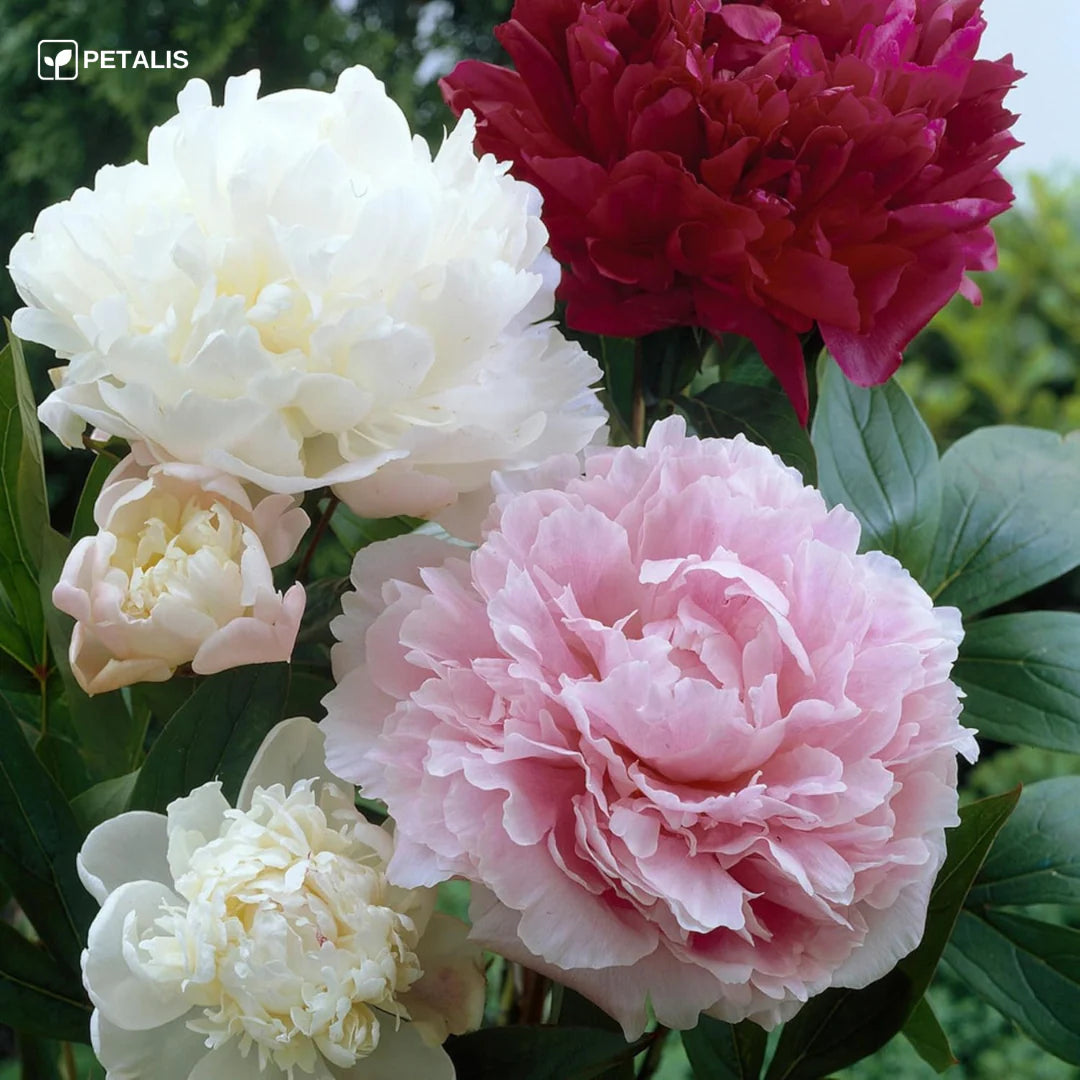 SEMILLAS ORGANICAS FLORALES DE EUSTOMA - PETALIS™ (400 SEMILLAS)
