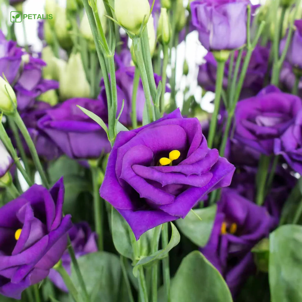 SEMILLAS ORGANICAS FLORALES DE EUSTOMA - PETALIS™ (400 SEMILLAS)