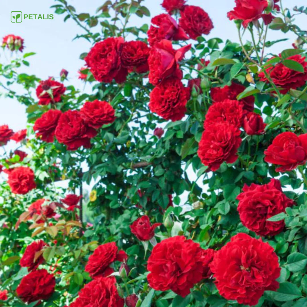 SEMILLAS ORGANICAS FLORALES DE EUSTOMA - PETALIS™ (400 SEMILLAS)