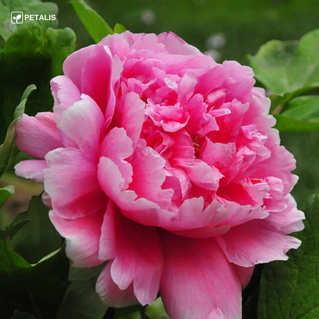 SEMILLAS ORGANICAS FLORALES DE EUSTOMA - PETALIS™ (400 SEMILLAS)
