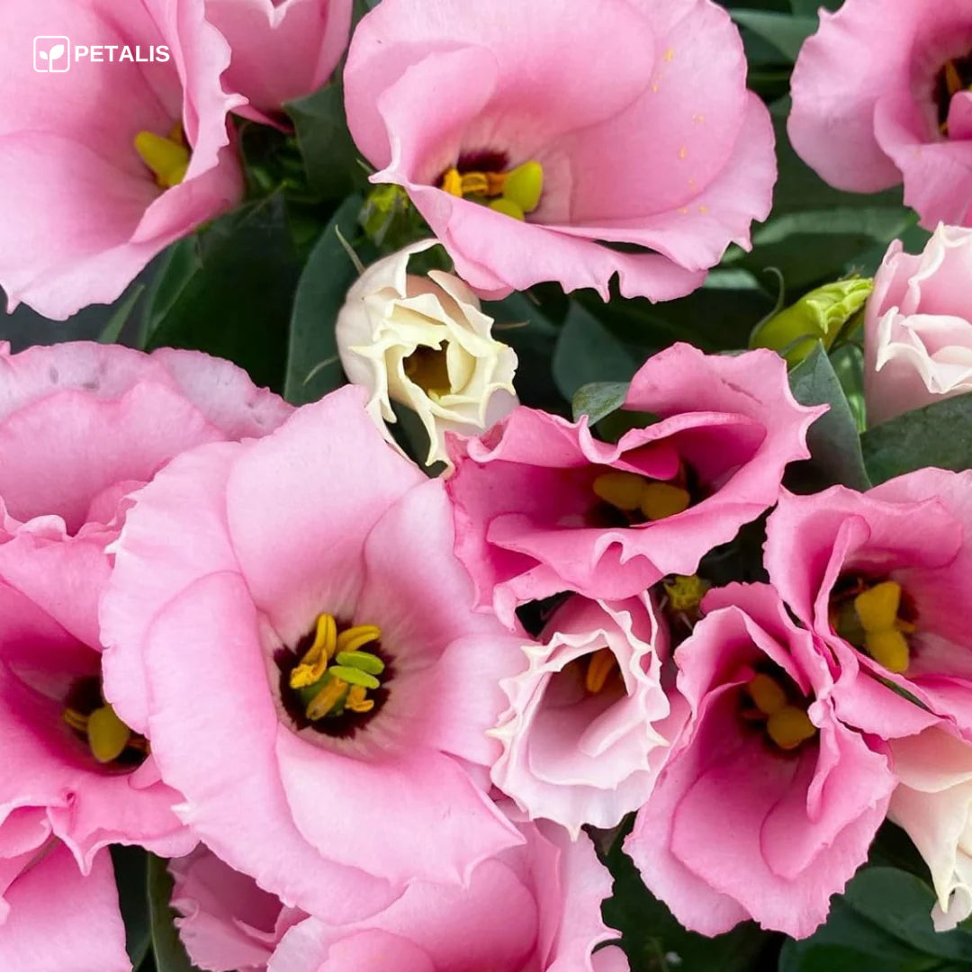 SEMILLAS ORGANICAS FLORALES DE EUSTOMA - PETALIS™ (400 SEMILLAS)
